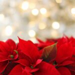 stella di Natale - poinsettia